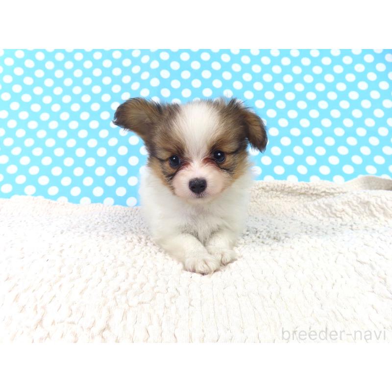 販売中の千葉県のパピヨン-416475の7枚目