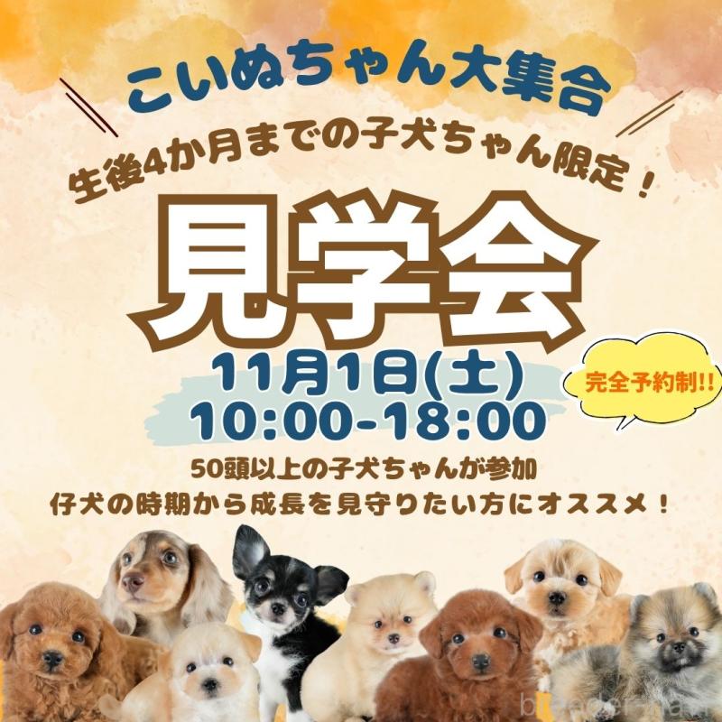 販売中の埼玉県のヨークシャーテリア-421308の3枚目
