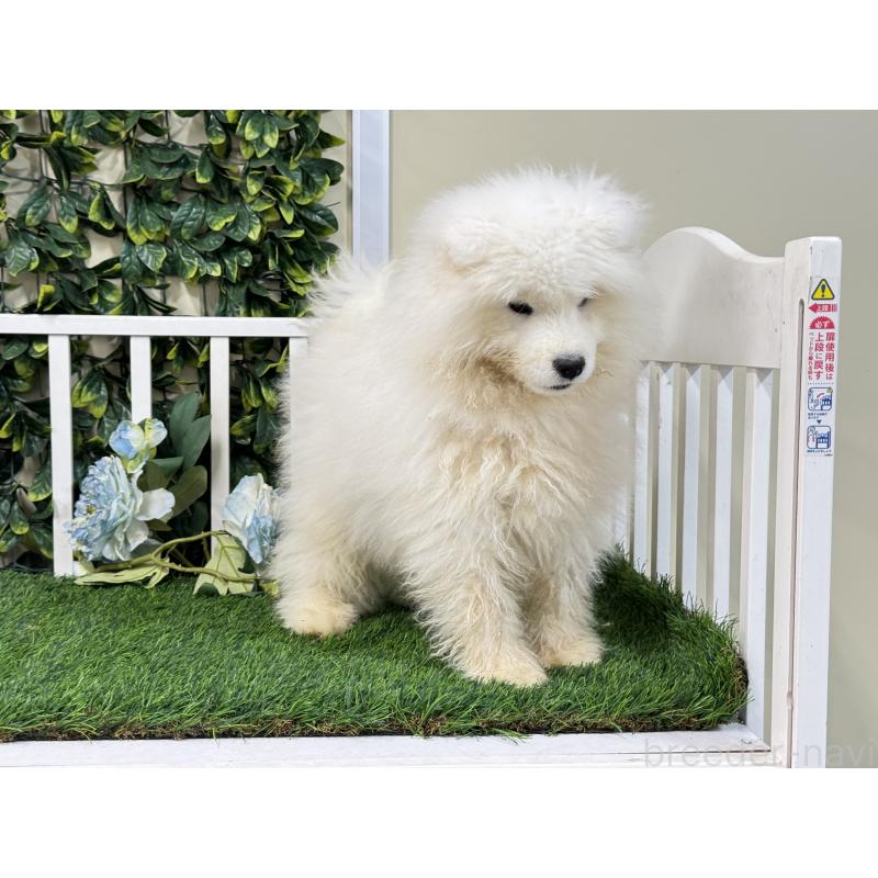 販売中の茨城県のサモエド-417426の2枚目
