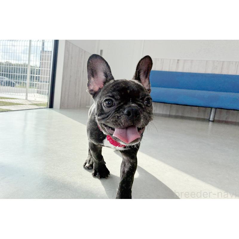 販売中の京都府のフレンチブルドッグ-399350の5枚目