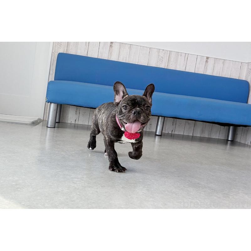 販売中の京都府のフレンチブルドッグ-399350の4枚目