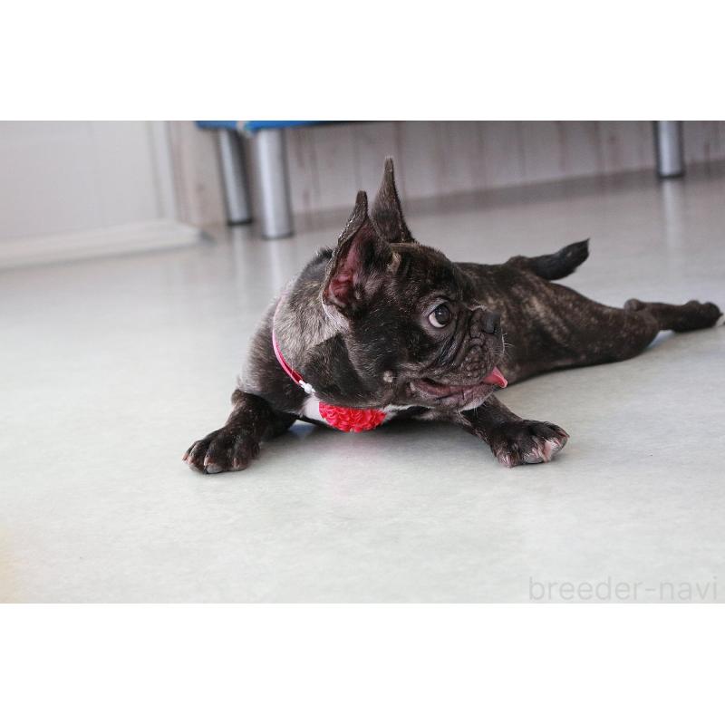 販売中の京都府のフレンチブルドッグ-399350の3枚目