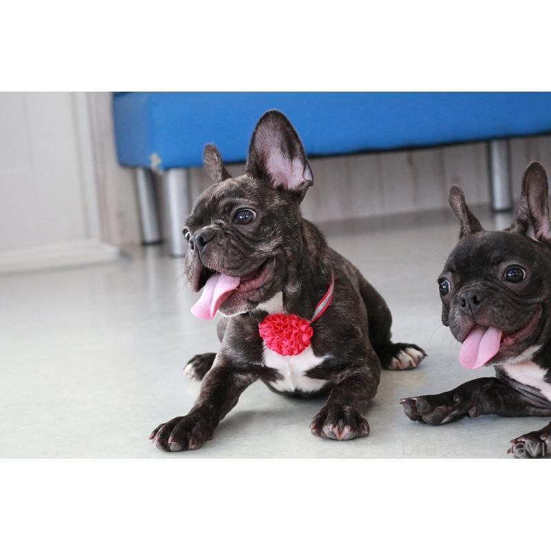 販売中の京都府のフレンチブルドッグ-399350の2枚目