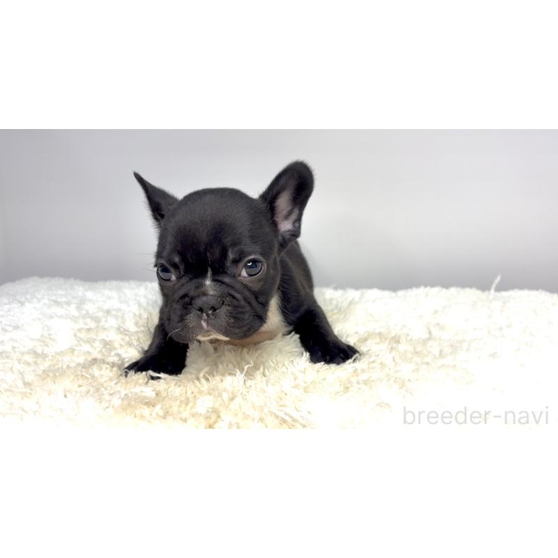 販売中の茨城県のフレンチブルドッグ-419182の2枚目