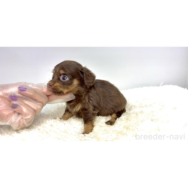 販売中の茨城県のチワックス:チワワ×ミニチュアダックスフンド-421352の4枚目