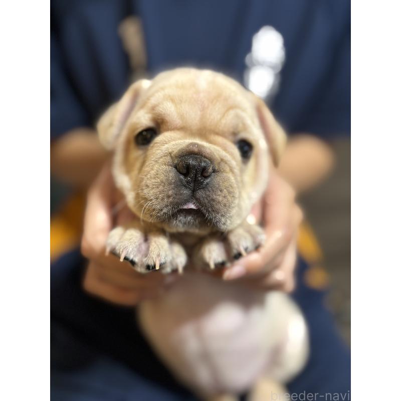 販売中の大阪府のフレンチブルドッグ-419673