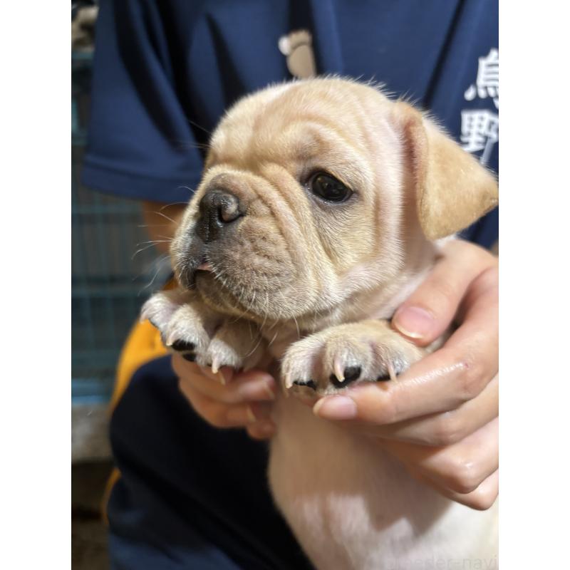 販売中の大阪府のフレンチブルドッグ-419673の8枚目