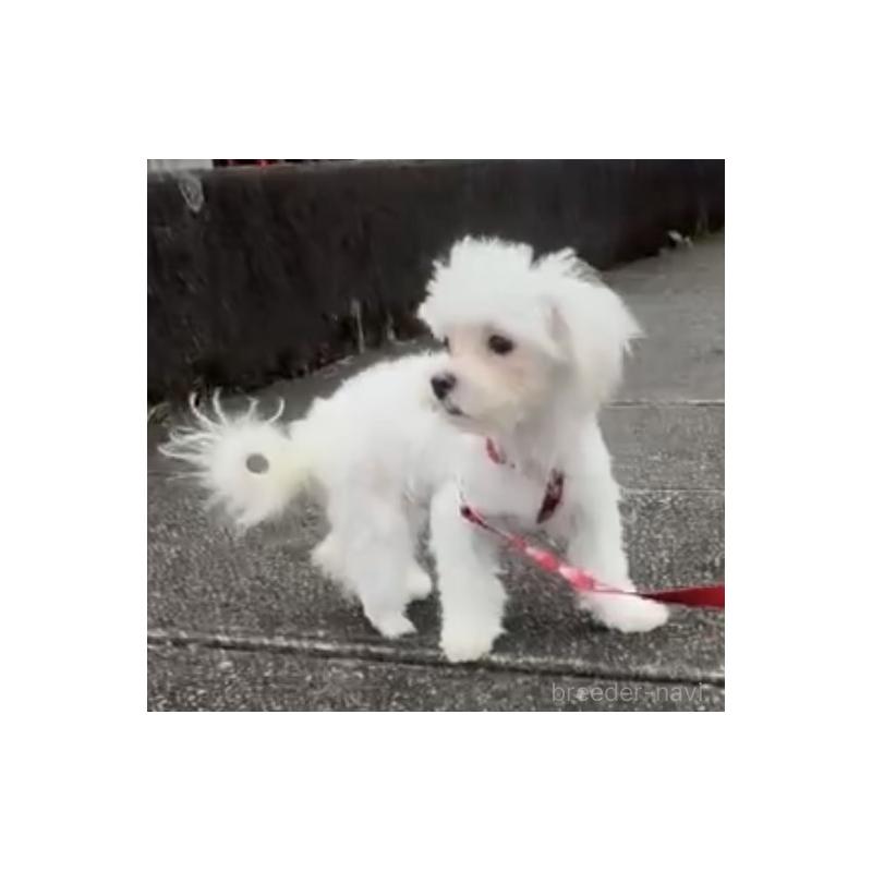 販売中の埼玉県のマルプー:マルチーズ×トイプードル-321693の2枚目