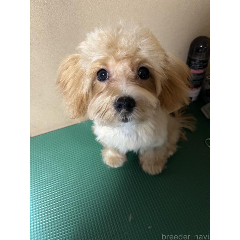 販売中の埼玉県のミックス犬-403916の3枚目