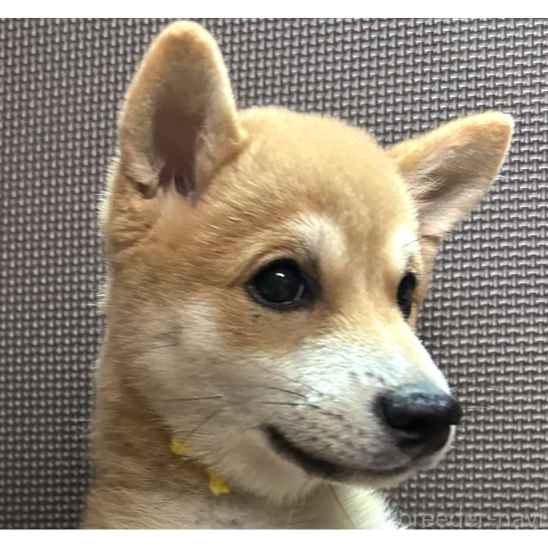 成約済の福岡県の豆柴-417546の13枚目