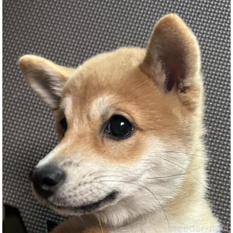 成約済の福岡県の豆柴-417546の12枚目