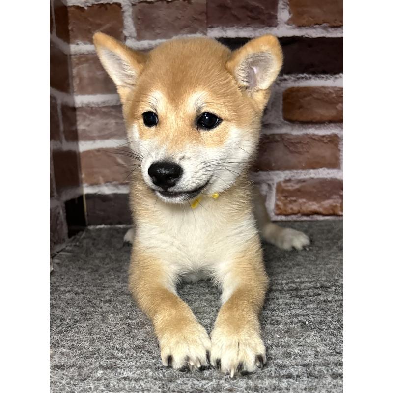 成約済の福岡県の豆柴-417546の11枚目