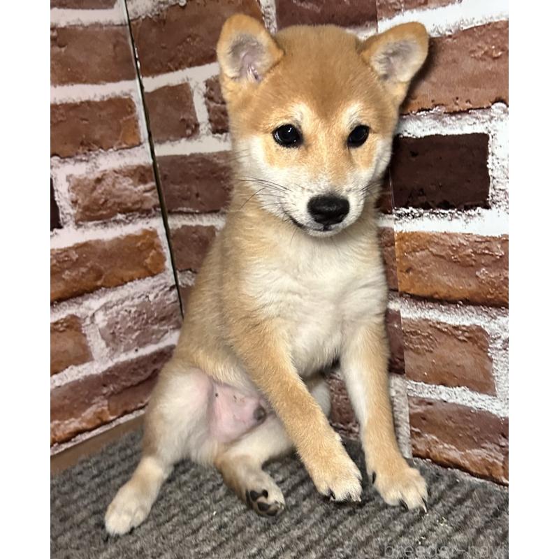 成約済の福岡県の豆柴-417546の10枚目