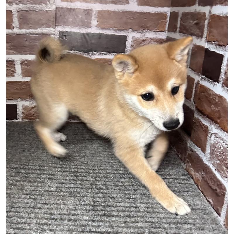 成約済の福岡県の豆柴-417546の9枚目