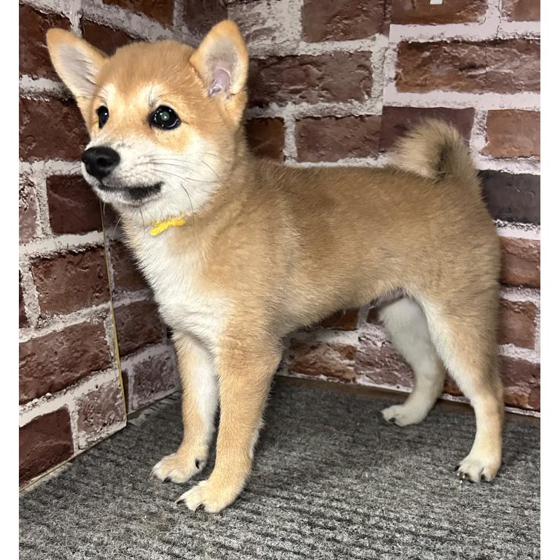 成約済の福岡県の豆柴-417546の8枚目