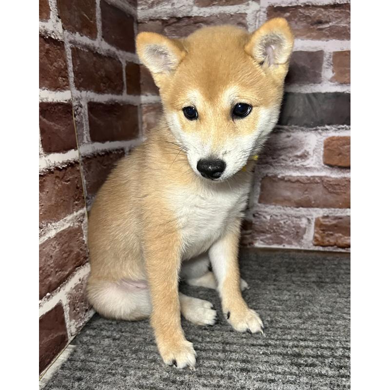 成約済の福岡県の豆柴-417546の7枚目