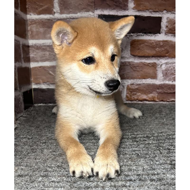 成約済の福岡県の豆柴-417546の6枚目