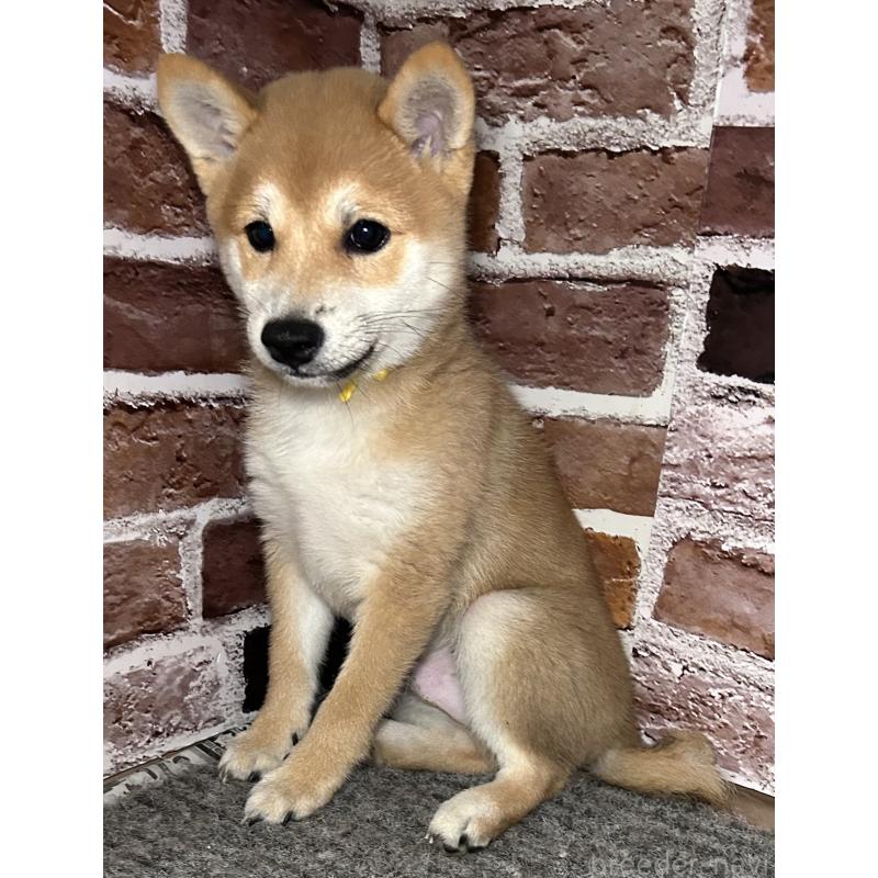 成約済の福岡県の豆柴-417546の5枚目