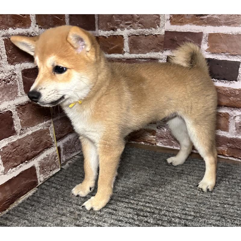 成約済の福岡県の豆柴-417546の4枚目