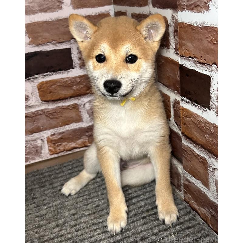 成約済の福岡県の豆柴-417546の3枚目