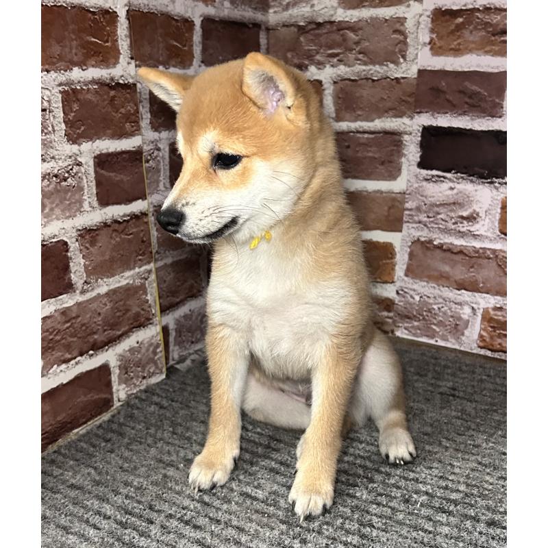 成約済の福岡県の豆柴-417546の2枚目