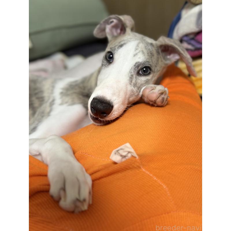 販売中の兵庫県のウィペット-399641の3枚目