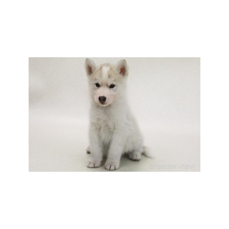 販売中の神奈川県のシベリアンハスキー-415887