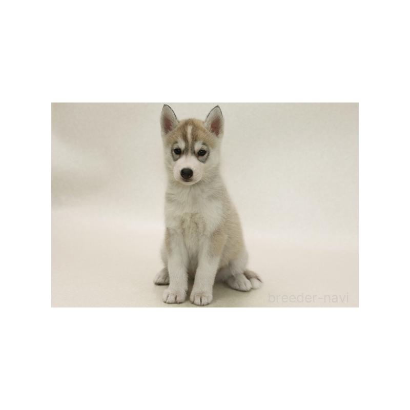 販売中の神奈川県のシベリアンハスキー-415889