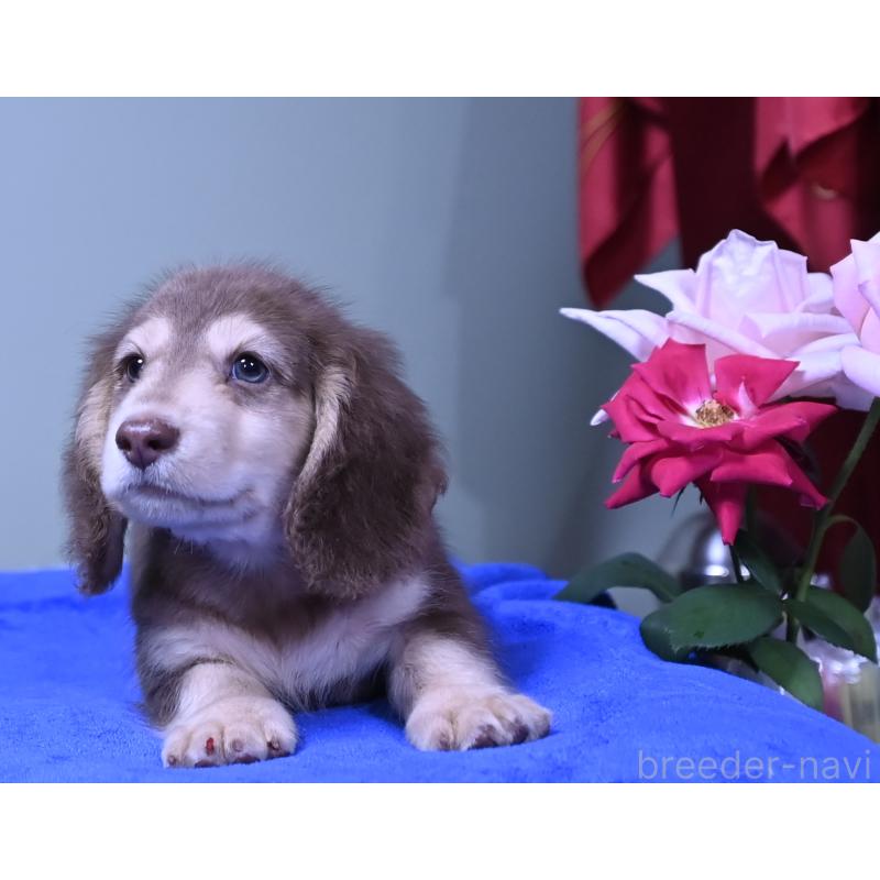 成約済の愛媛県のミニチュアダックスフンド(ロングヘアード)-414566の8枚目