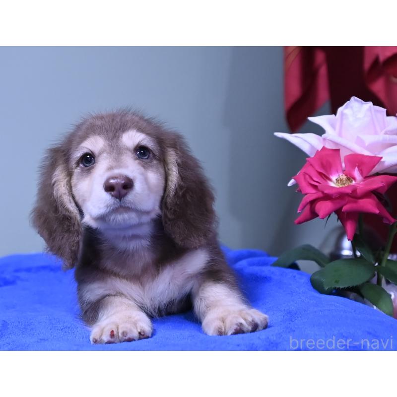 成約済の愛媛県のミニチュアダックスフンド(ロングヘアード)-414566の7枚目