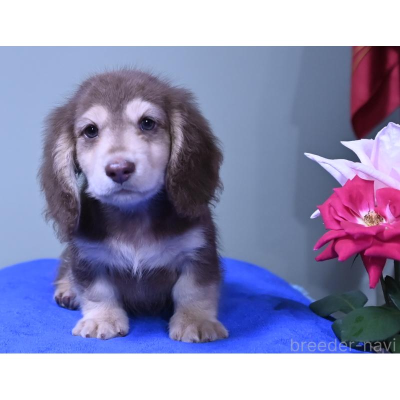 成約済の愛媛県のミニチュアダックスフンド(ロングヘアード)-414566の6枚目