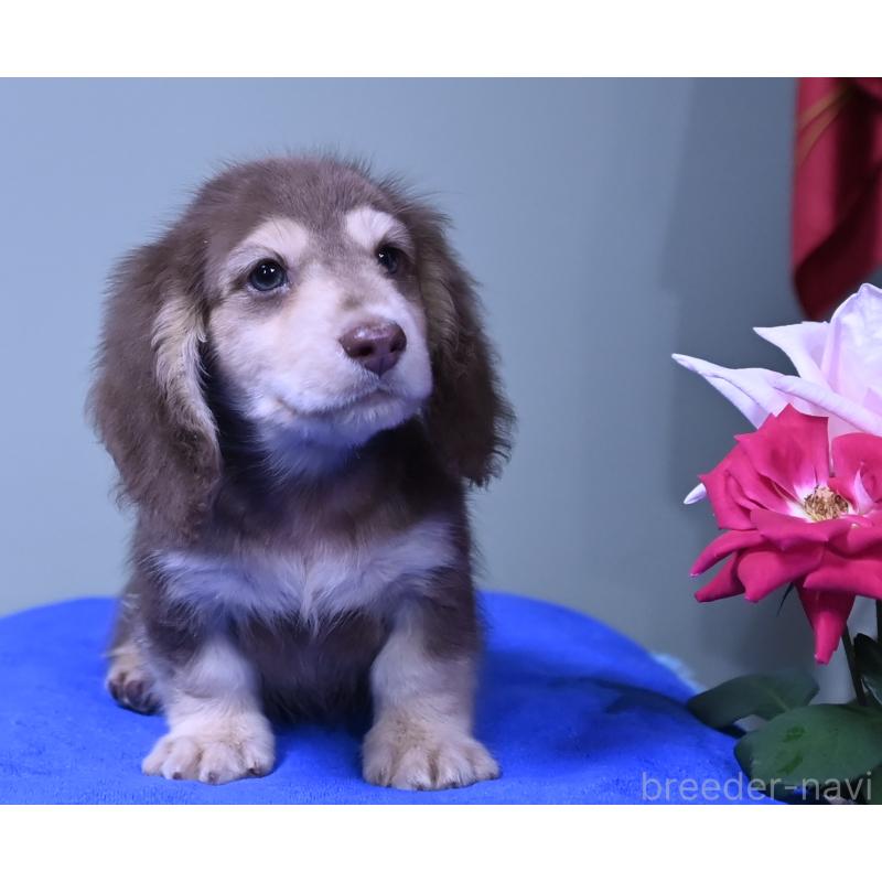 成約済の愛媛県のミニチュアダックスフンド(ロングヘアード)-414566の5枚目