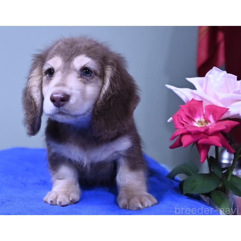 成約済の愛媛県のミニチュアダックスフンド(ロングヘアード)-414566の4枚目