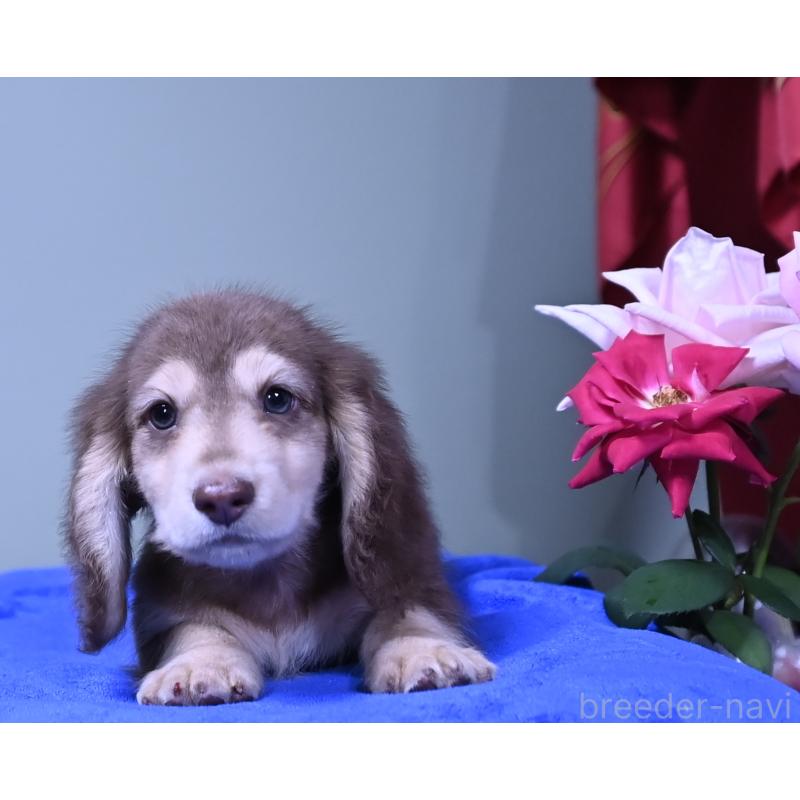 成約済の愛媛県のミニチュアダックスフンド(ロングヘアード)-414566の3枚目