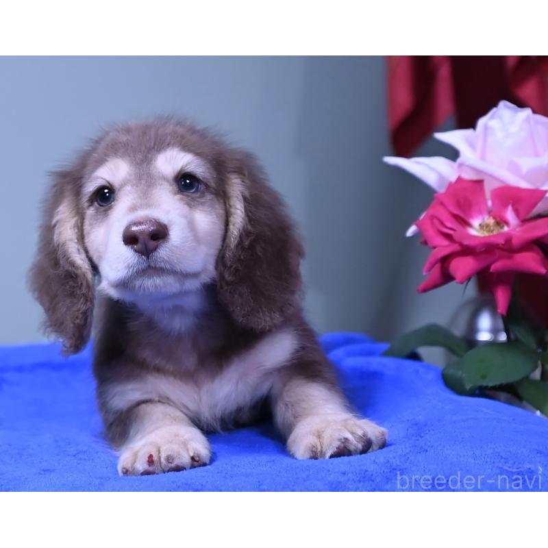 成約済の愛媛県のミニチュアダックスフンド(ロングヘアード)-414566の2枚目