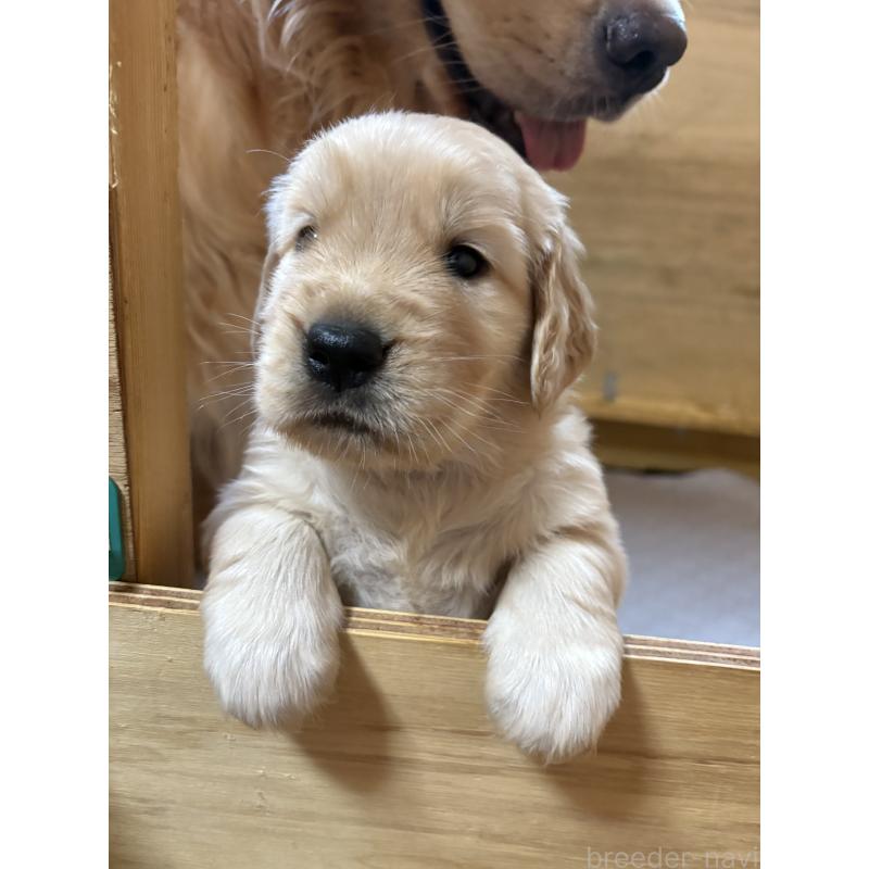 成約済の愛知県のゴールデンレトリーバー-420559の2枚目