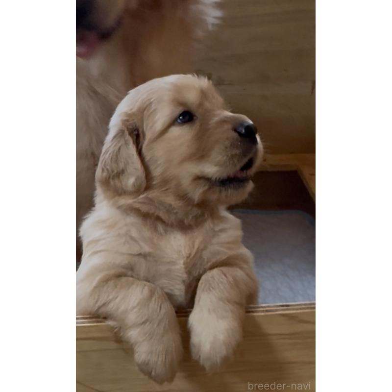 成約済の愛知県のゴールデンレトリーバー-420556の2枚目