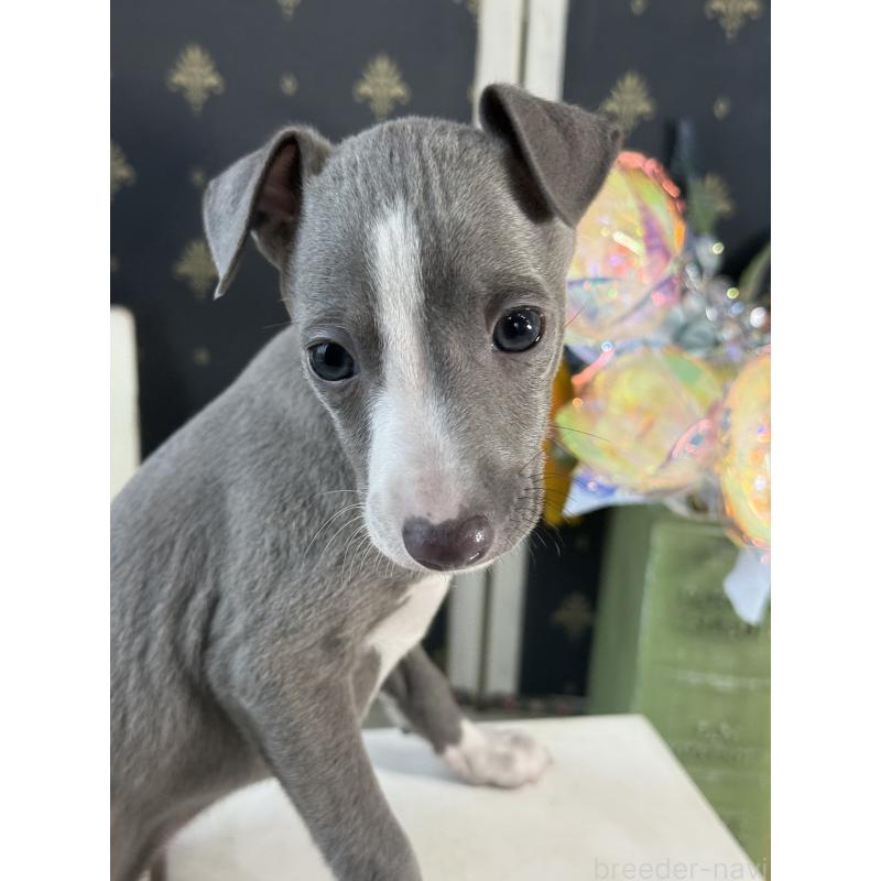 成約済の宮崎県のイタリアングレーハウンド(イタグレ)-419938の10枚目