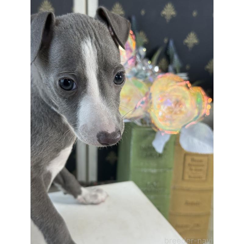 成約済の宮崎県のイタリアングレーハウンド(イタグレ)-419938の8枚目