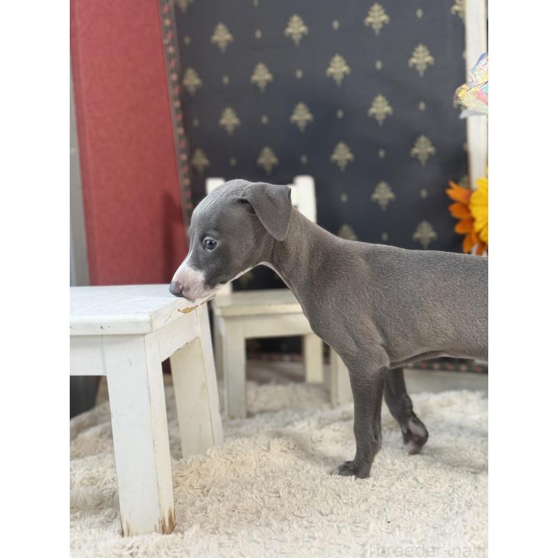 成約済の宮崎県のイタリアングレーハウンド(イタグレ)-419938の7枚目