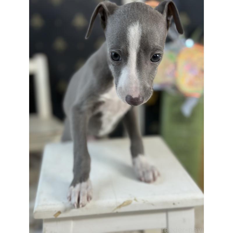 成約済の宮崎県のイタリアングレーハウンド(イタグレ)-419938の6枚目