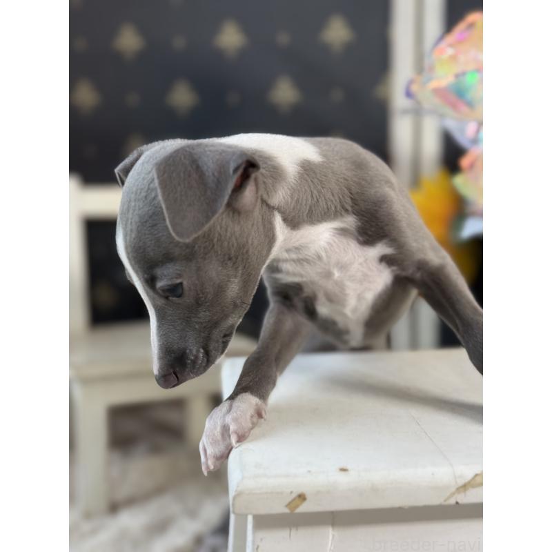 成約済の宮崎県のイタリアングレーハウンド(イタグレ)-419938の5枚目