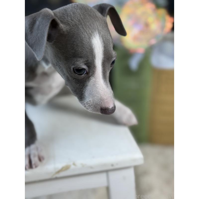 成約済の宮崎県のイタリアングレーハウンド(イタグレ)-419938の4枚目