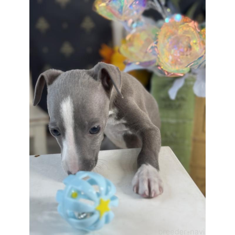 成約済の宮崎県のイタリアングレーハウンド(イタグレ)-419938の3枚目