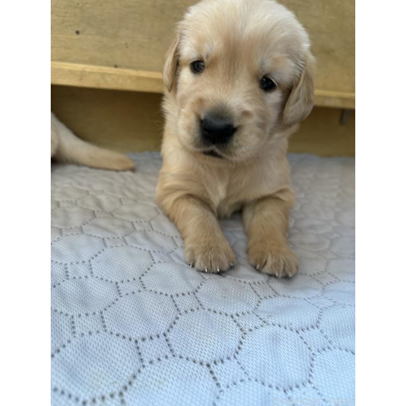 成約済の愛知県のゴールデンレトリーバー-420554の2枚目