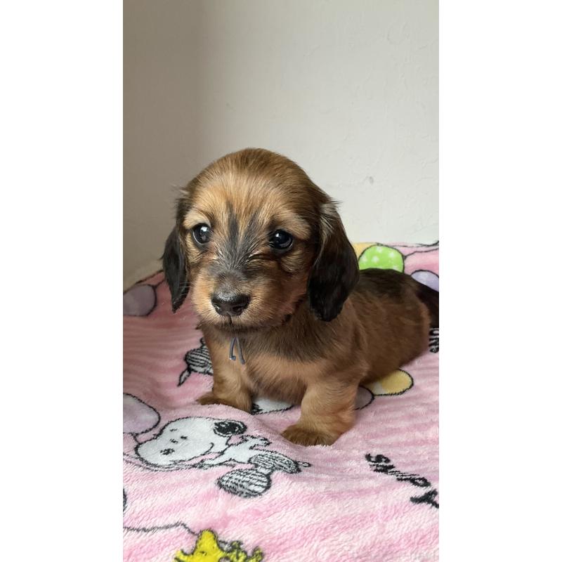 販売中の沖縄県のカニンヘンダックスフンド(ロングヘアード)-417771の9枚目