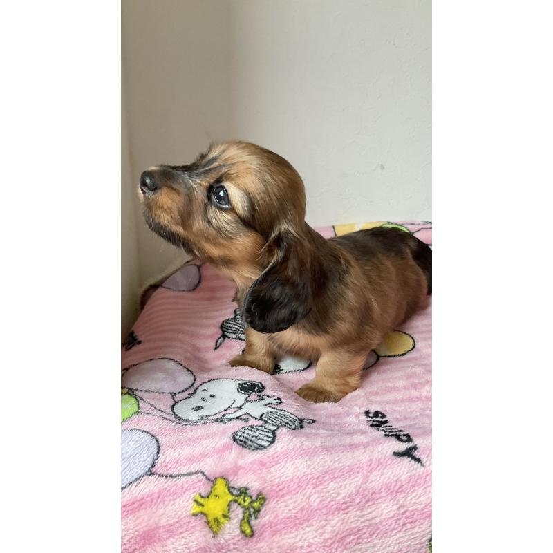 販売中の沖縄県のカニンヘンダックスフンド(ロングヘアード)-417771の8枚目