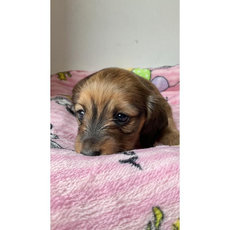 販売中の沖縄県のカニンヘンダックスフンド(ロングヘアード)-417771の7枚目