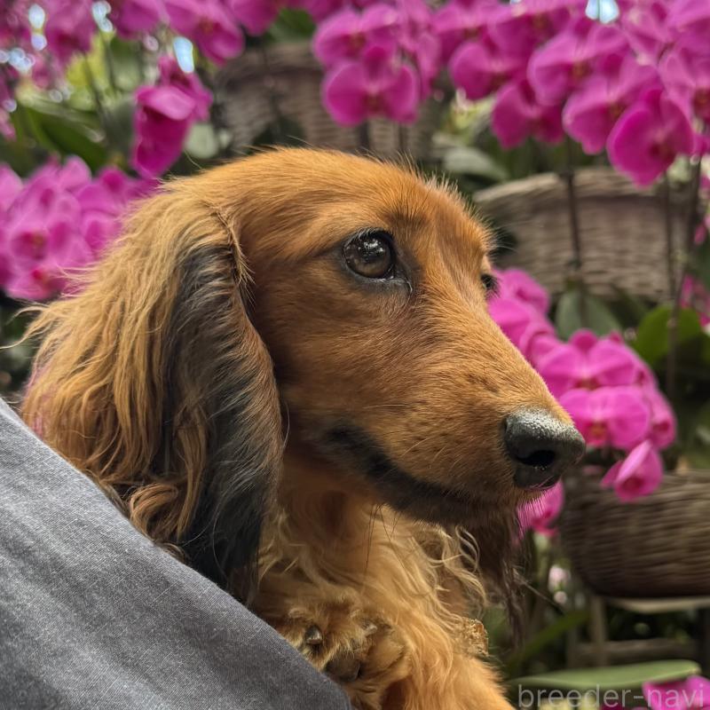 販売中の沖縄県のカニンヘンダックスフンド(ロングヘアード)-417771の6枚目