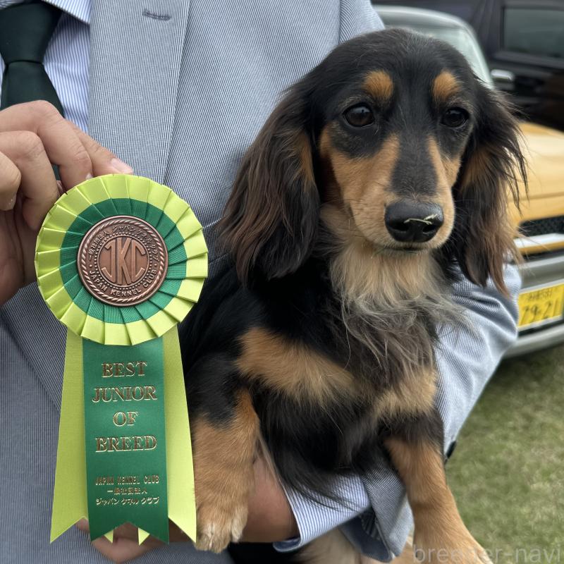 販売中の沖縄県のカニンヘンダックスフンド(ロングヘアード)-417771の5枚目